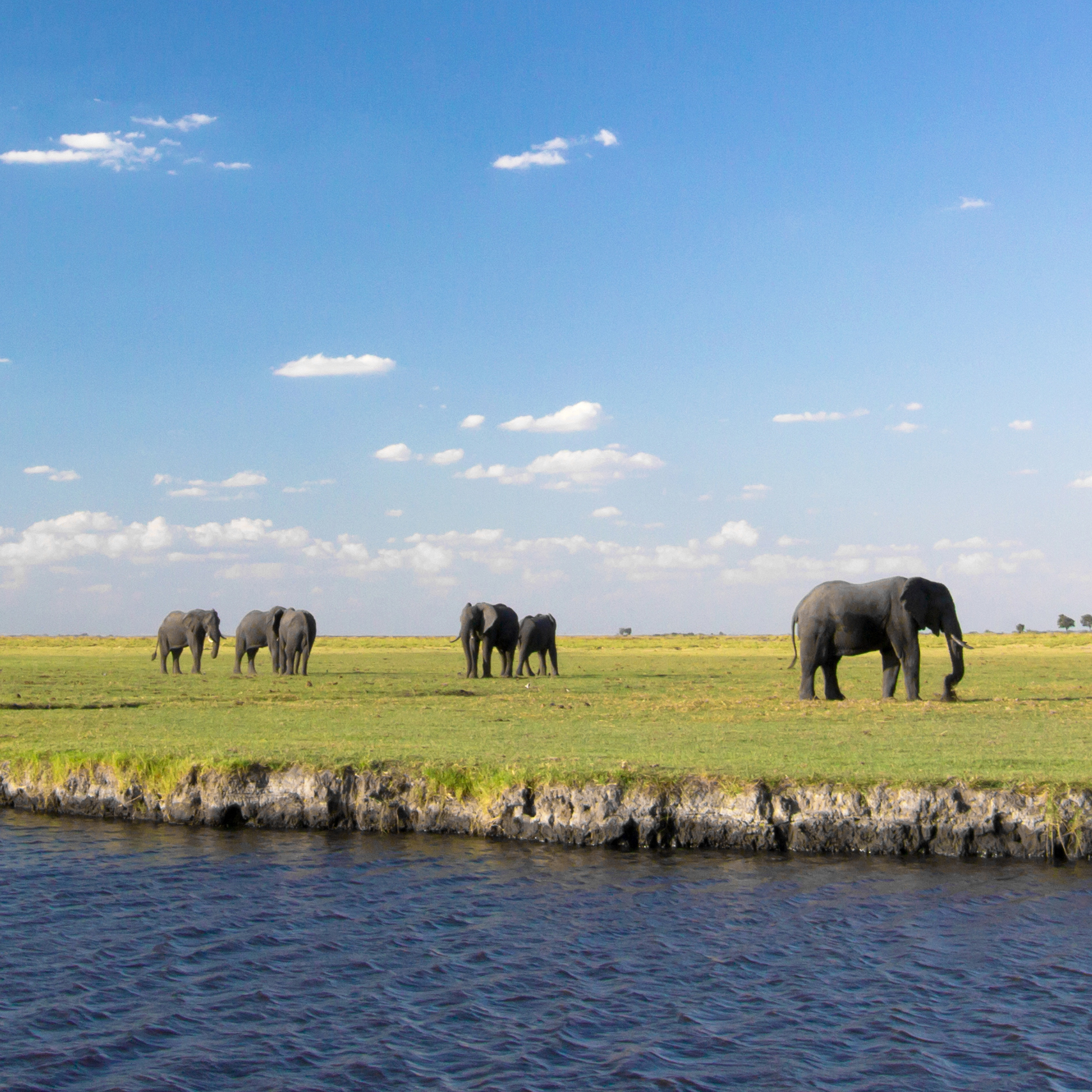 Panorama of elephants grazing on a wide green plain on the banks of the Chobe River in Botswana