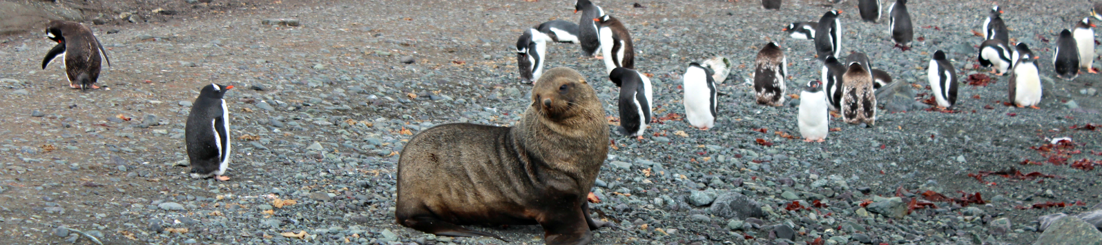 Penguins and a seal