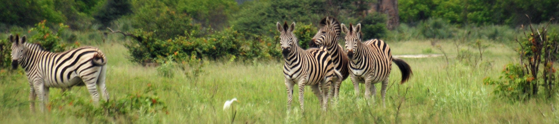 Zebras 